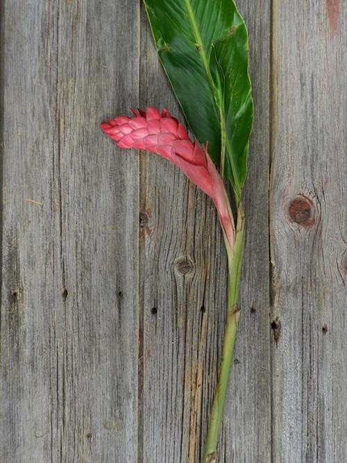 RED GINGER